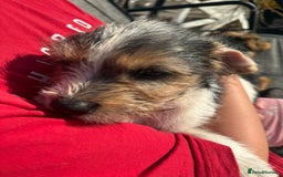 Mixed Breed dogs for sale: Beagle Cross puppies  - Image 7