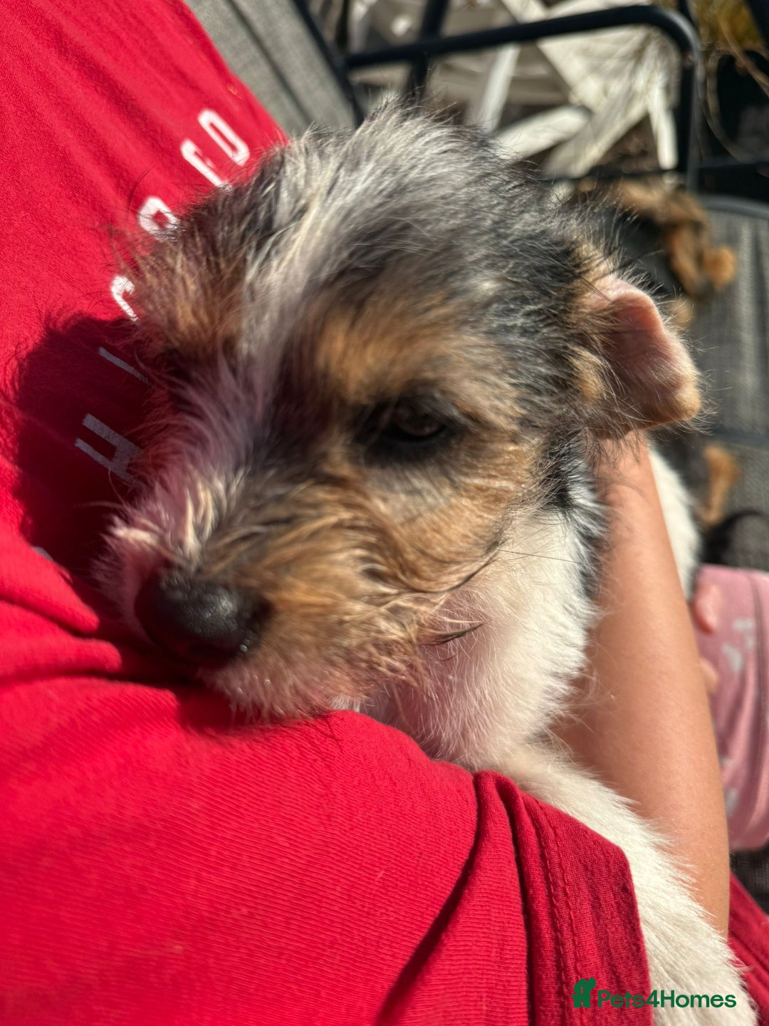 Mixed Breed dogs for sale: Beagle Cross puppies  - Image 7