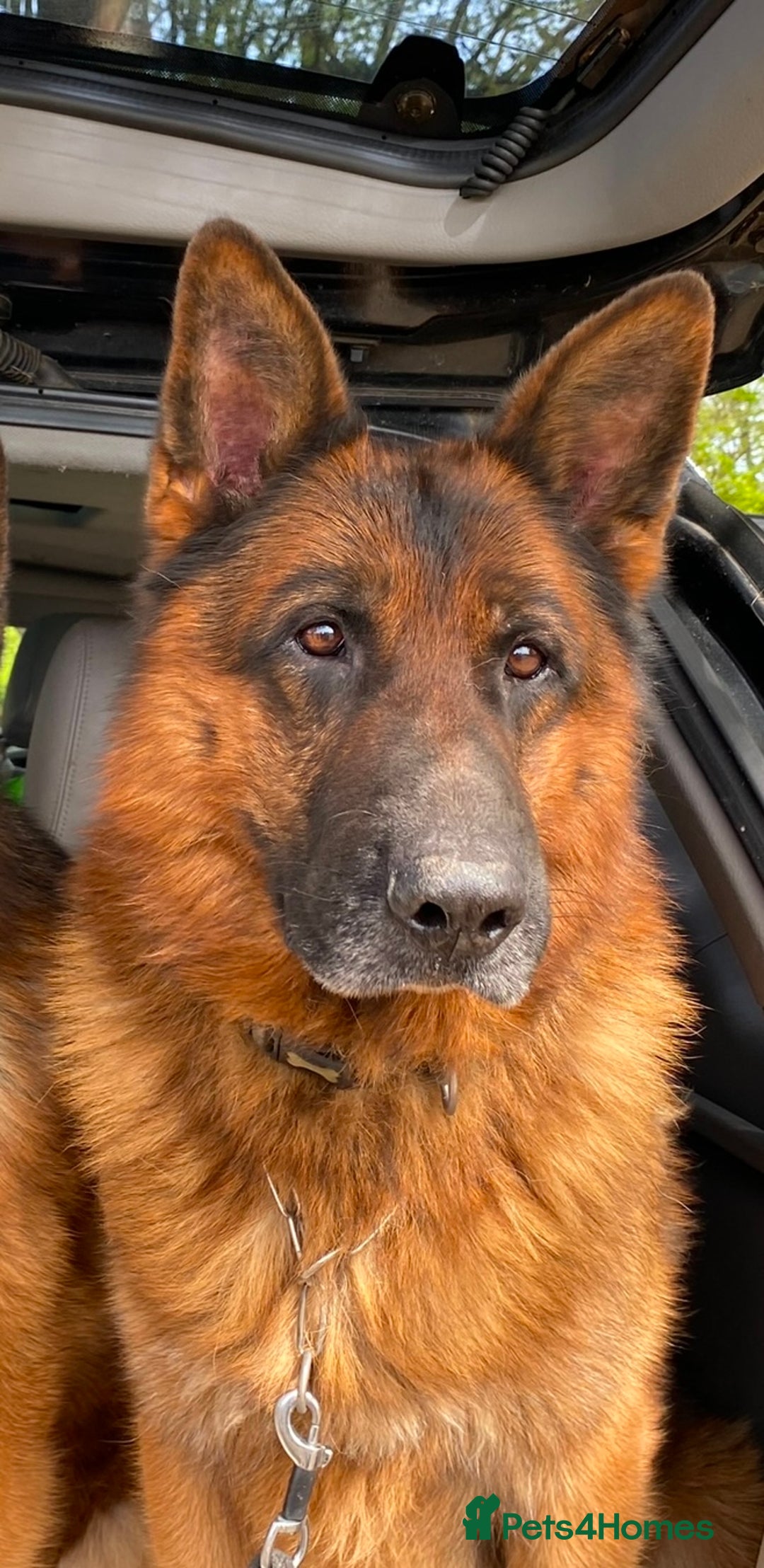 German Shepherd dogs for sale: Stunning German Shepherd - Advert 2