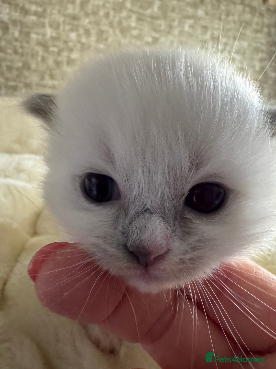 Ragdoll cats for sale: 🏆 gccf ragdoll grand champion kittens 🏆 - Image 25