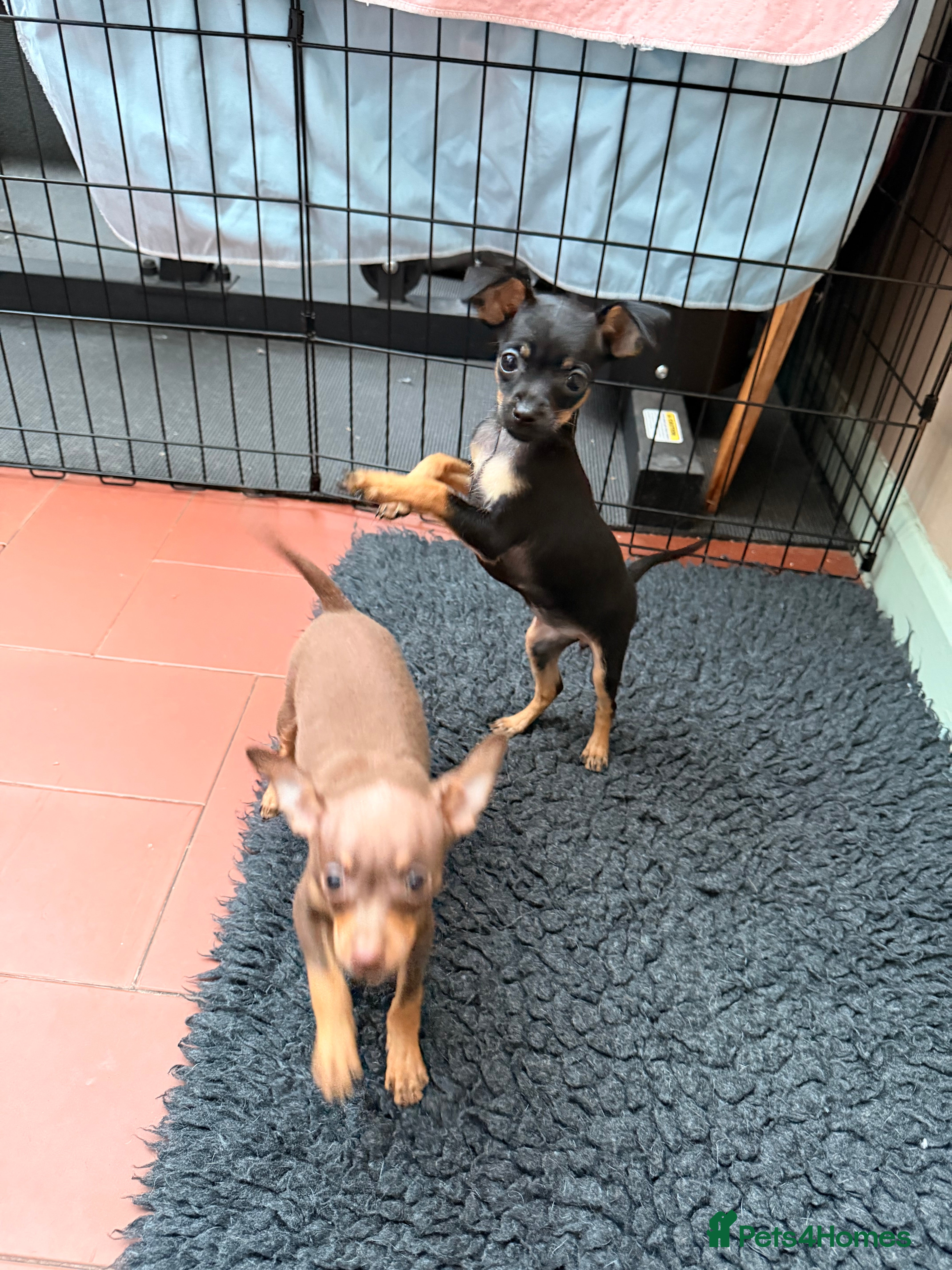 Russian Toy Terrier dogs Cutest little friend for life  - Advert 2