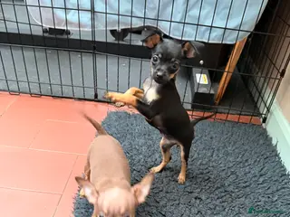 Russian Toy Terrier dogs Cutest little friend for life - Advert 2