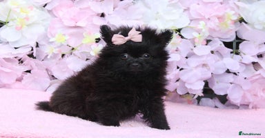 Pomeranian dogs - Advert 6