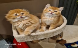 Scottish Fold cats for sale: Scottish fold/straight looking for home  - Image 32