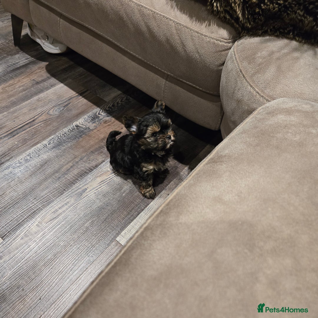 Yorkshire Terrier dogs for sale: Male yorkie pup - Advert 5