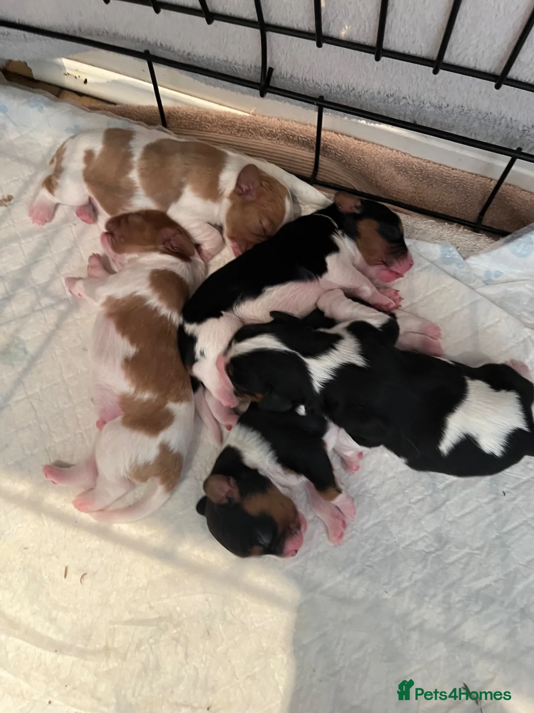 Cavalier King Charles Spaniel dogs for sale: Cavalier kings Charles puppies needing new homes  - Advert 6
