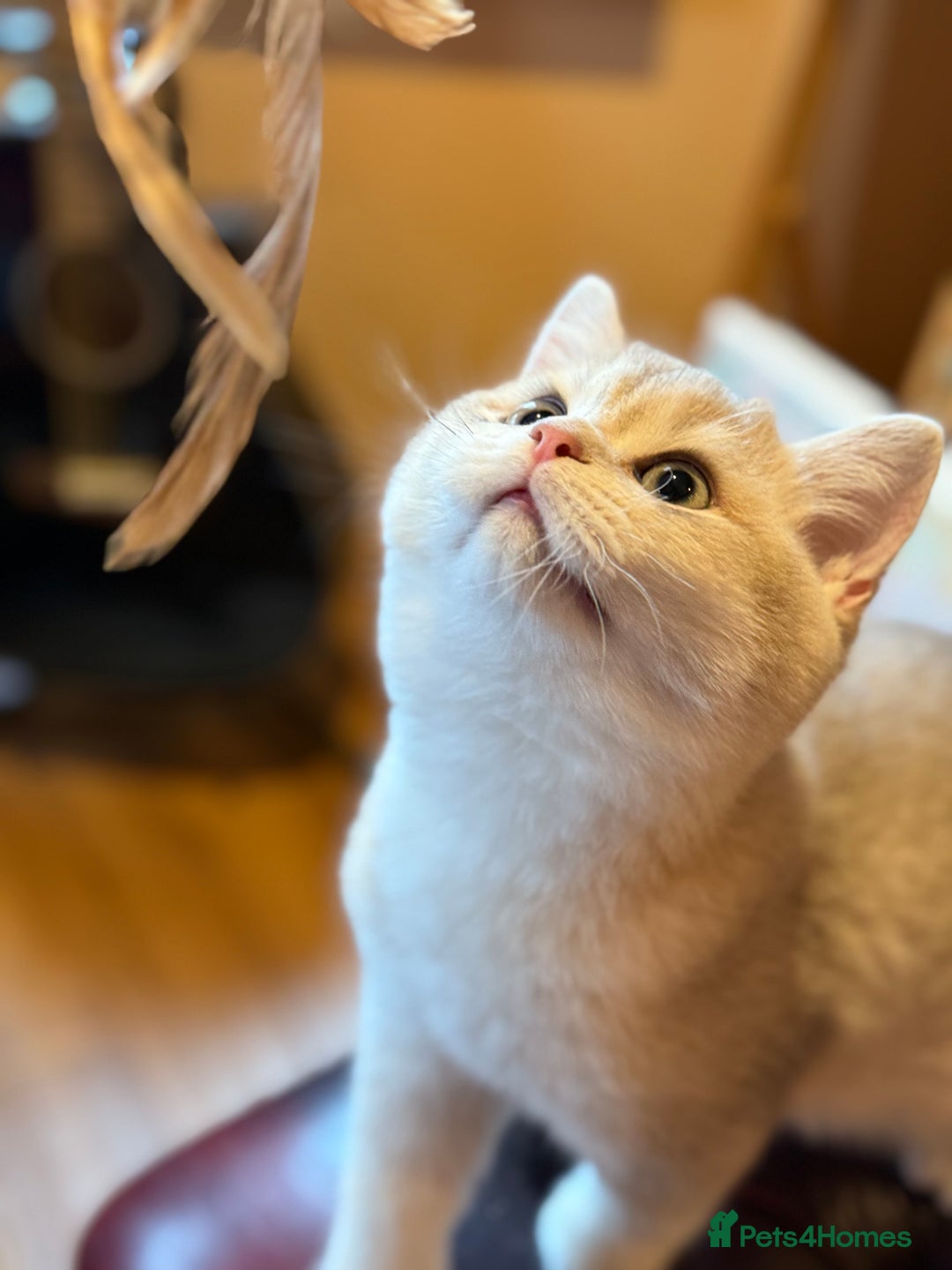 British Shorthair cats for sale: Pet or Active AY11/12 sired by x4 Champion - Advert 3