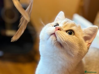 British Shorthair cats READY Blue Goldens sired by x4 Champion - Advert 16