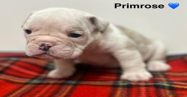 English Bulldog dogs - Advert 5