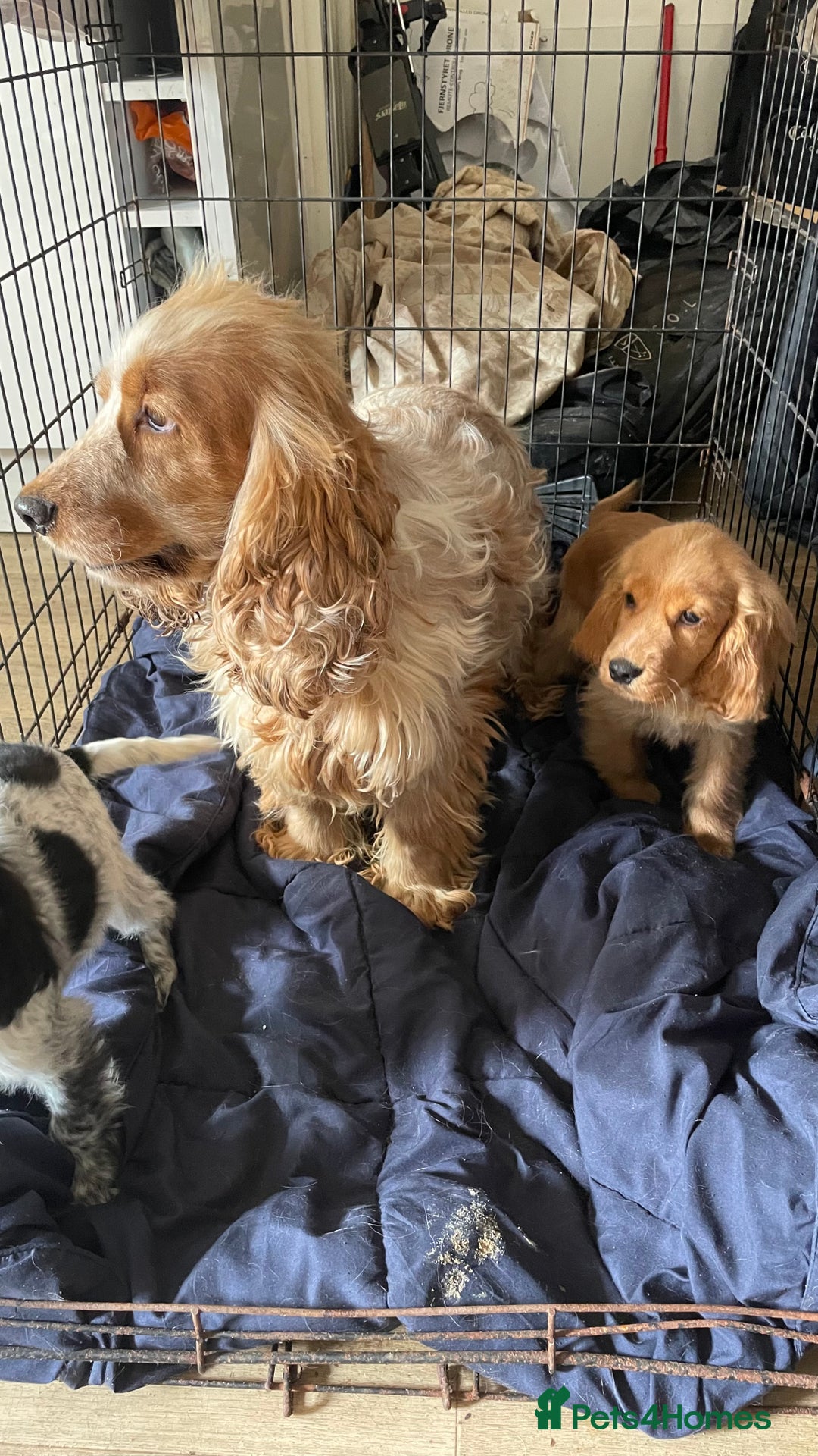Cocker Spaniel dogs for sale: Gorgeous Golden Cocker Spaniel Puppy Boy - Image 4