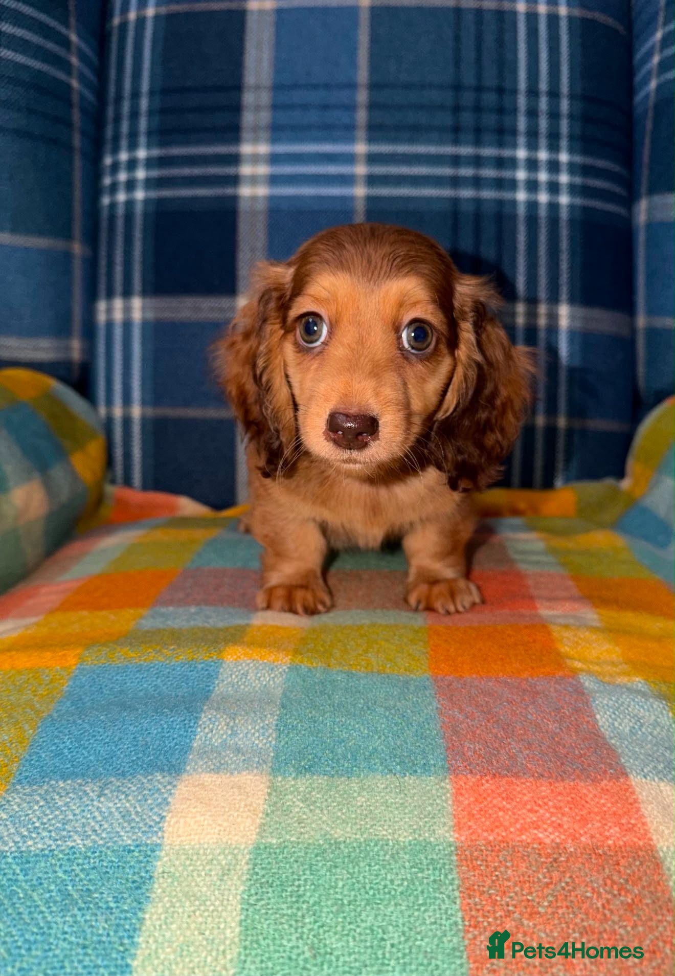 Miniature Dachshund dogs 🩷Stunning Long Haired Mini Dachshunds💙 - Advert 1
