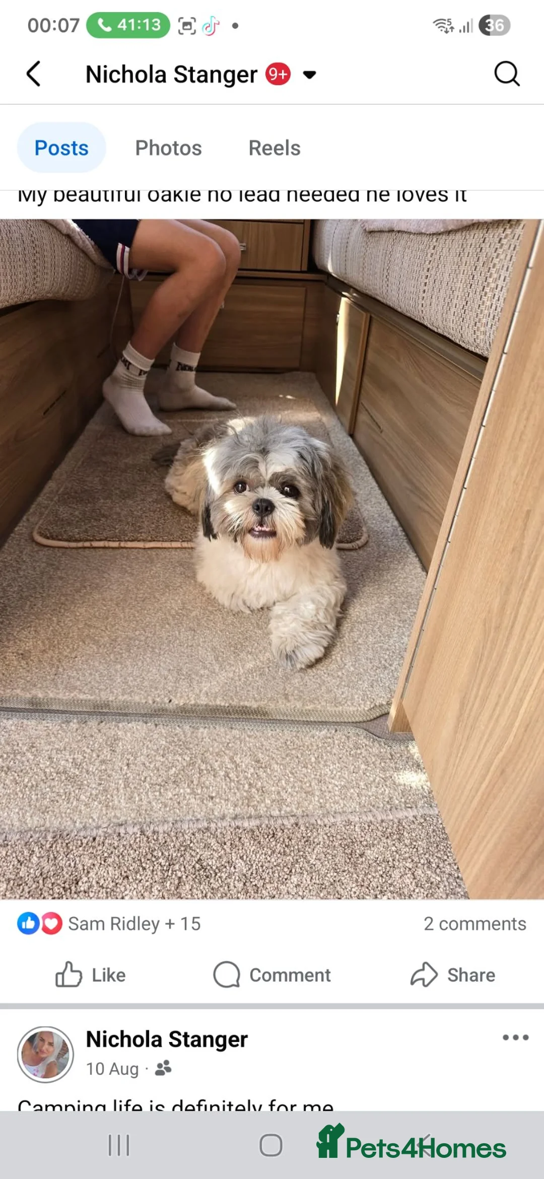 Shih Tzu dogs for stud: Shih tzu for stud - Advert 3