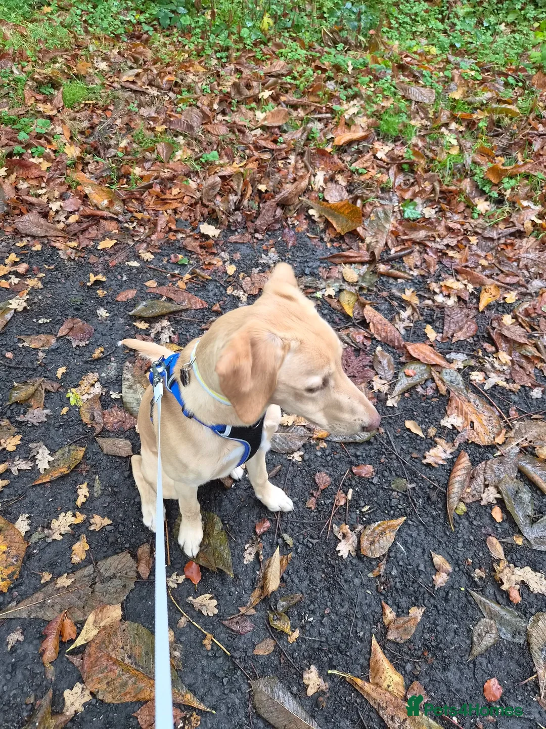 Mixed Breed dogs for sale: Cooper - Advert 2