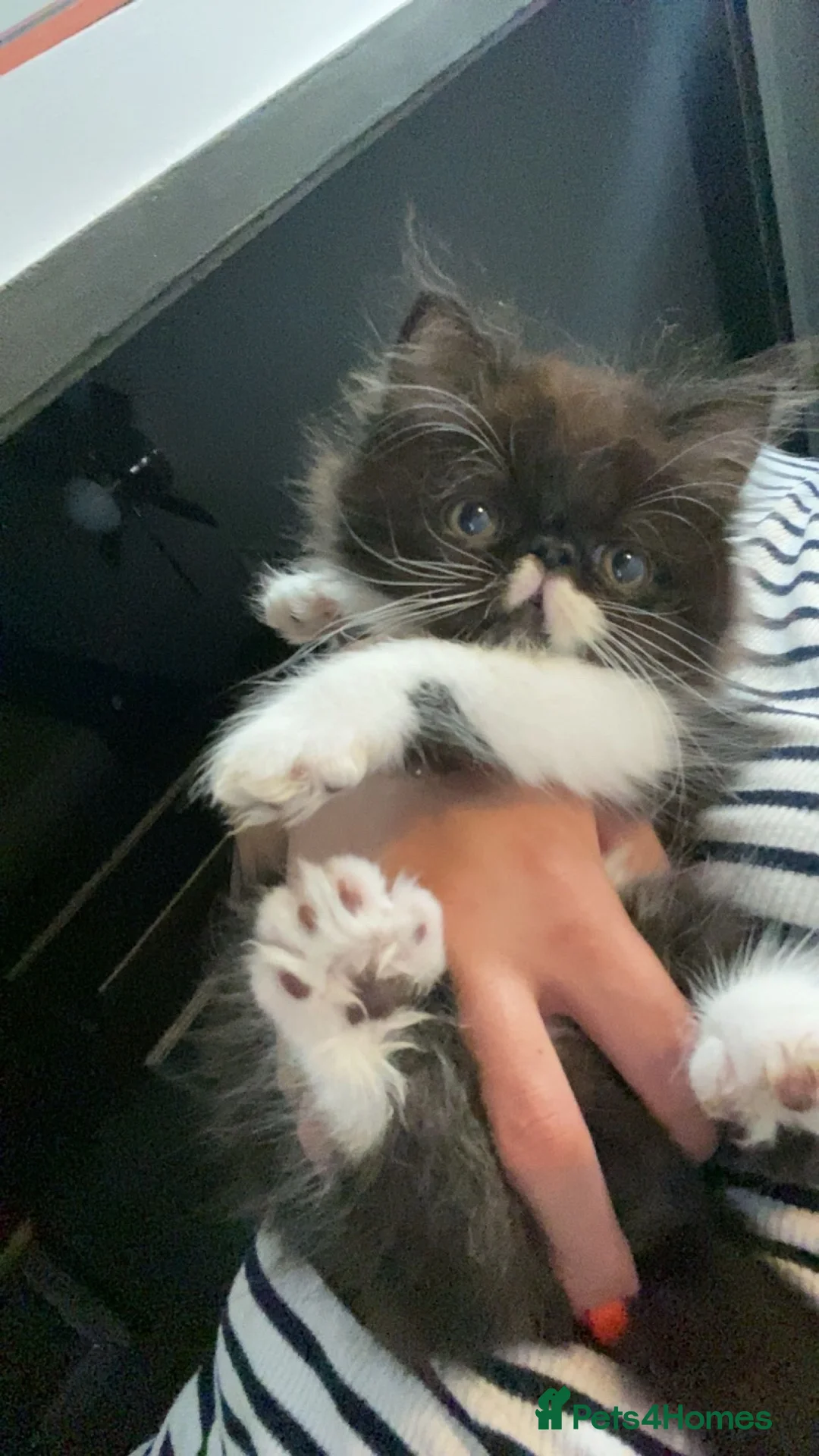 Persian cats for sale: Our beautiful litter of 3 Persian x  kittens - Advert 2