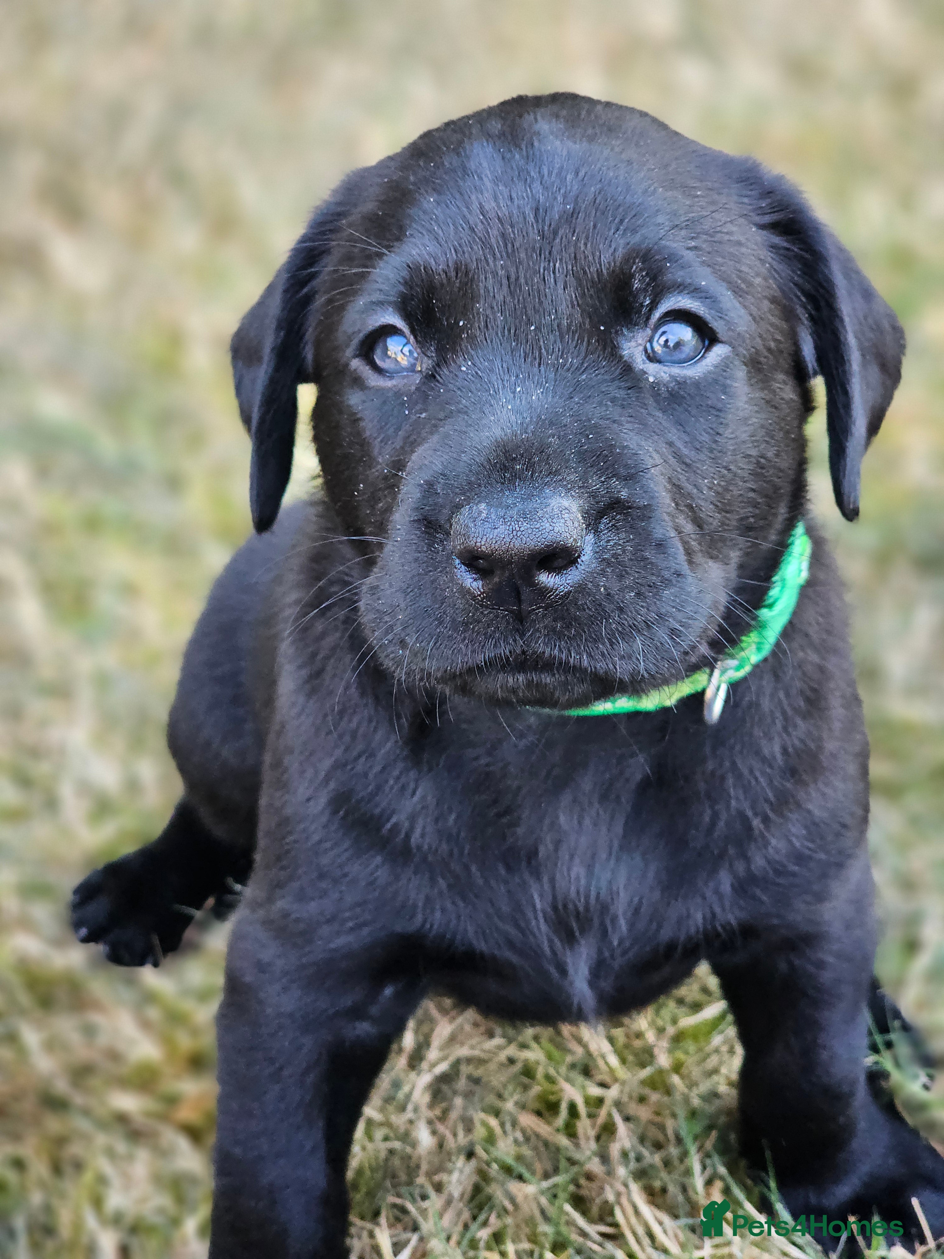 Labrador Retriever dogs 3 Superb KC  black labrador bitches FTCH pedigree - Advert 2