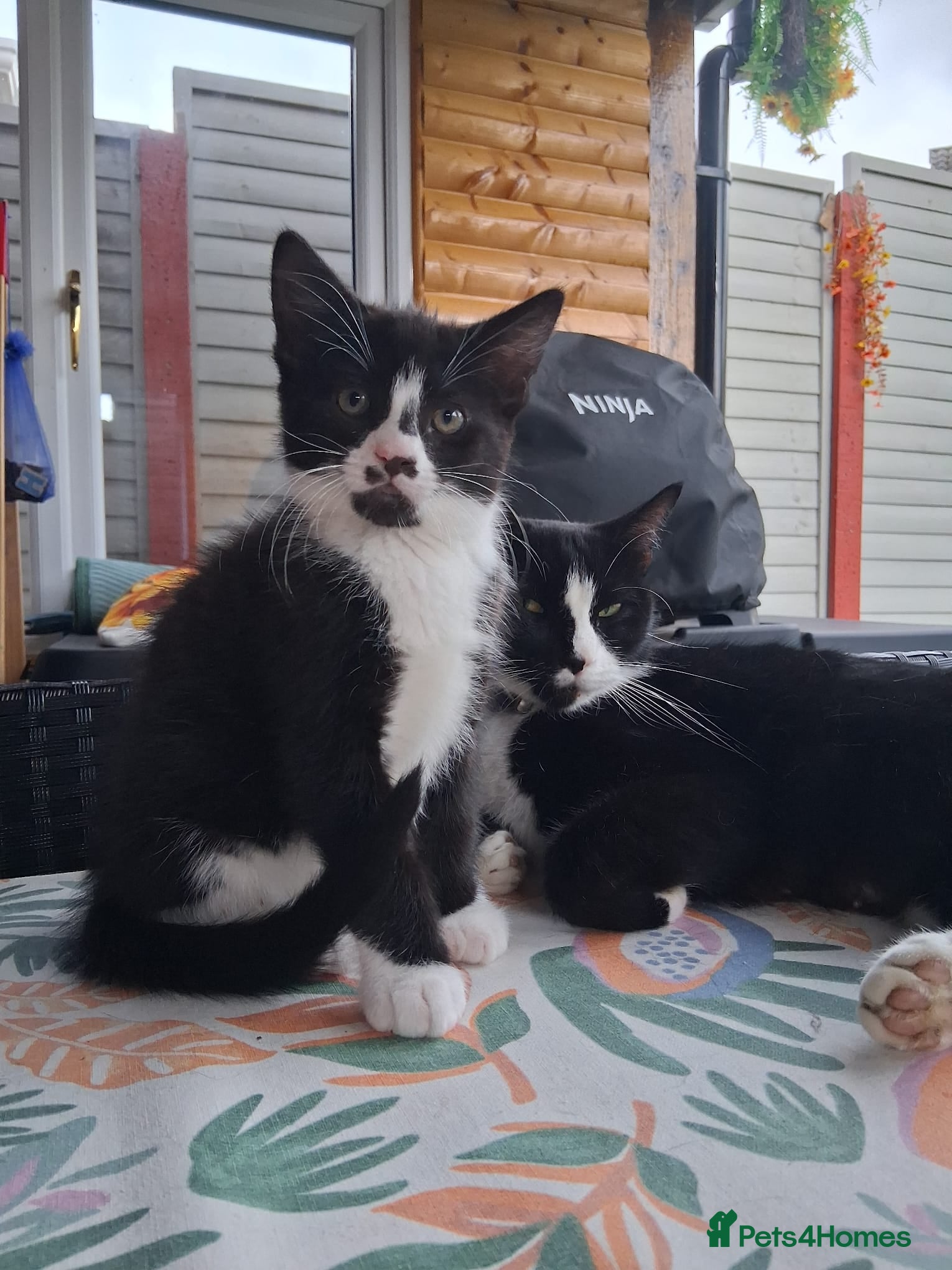 Mixed Breed cats for sale: 1 boy and 2 girls black and white ( tuxedo) - Advert 14
