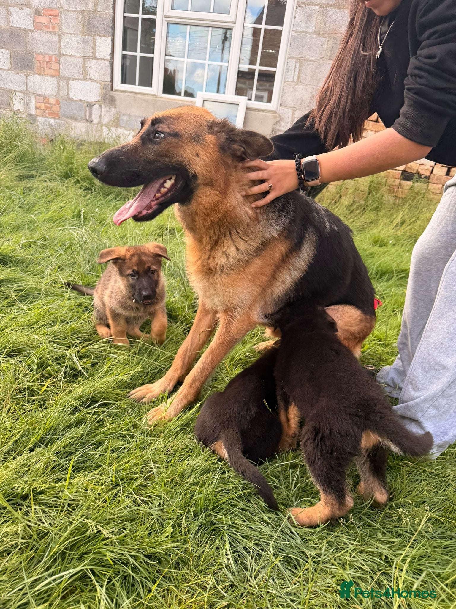 German Shepherd dogs for sale: Beautiful German Shepherd Pups  - Advert 13