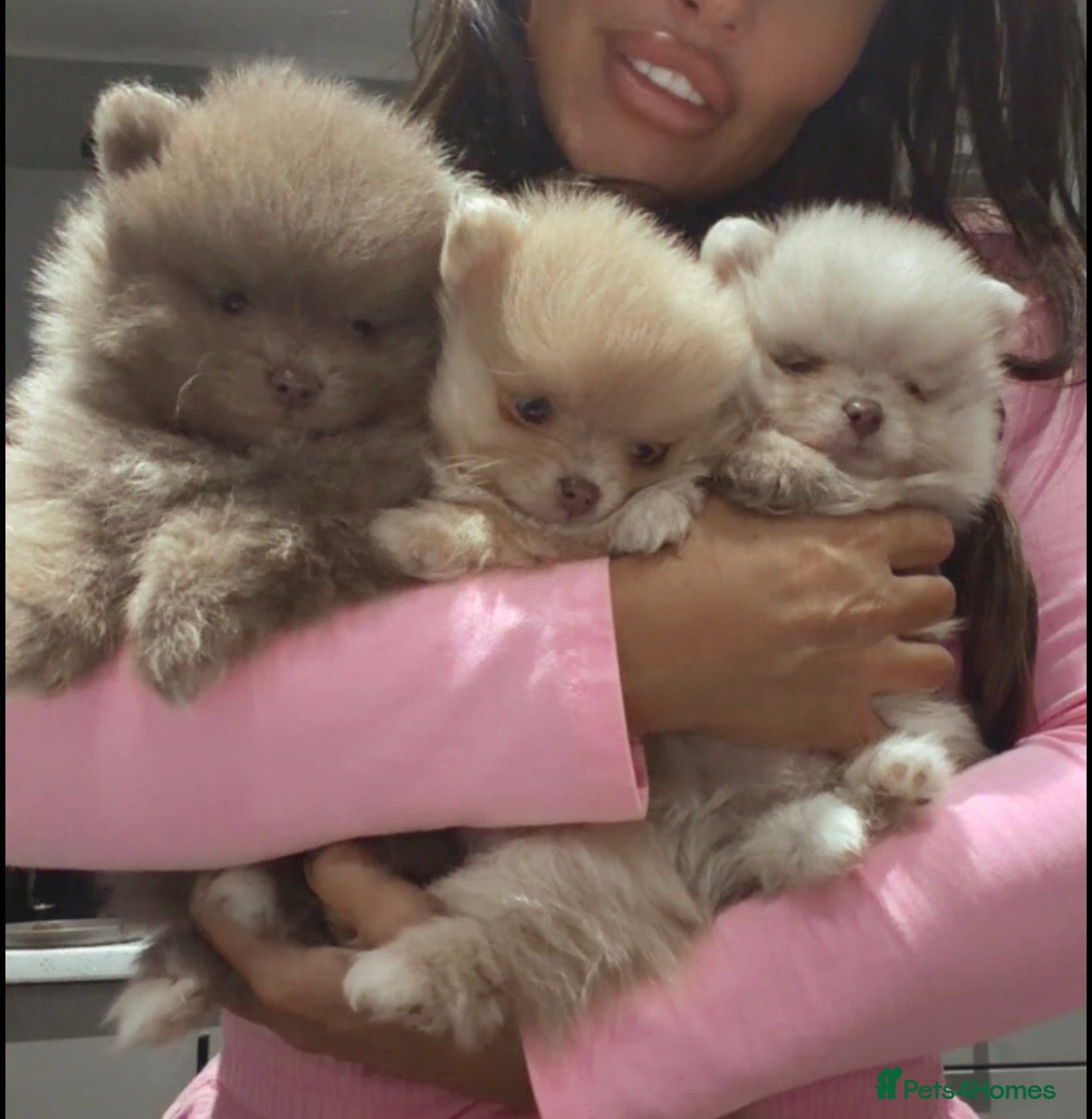 Pomeranian dogs Pomeranian merl puppies - Advert 20
