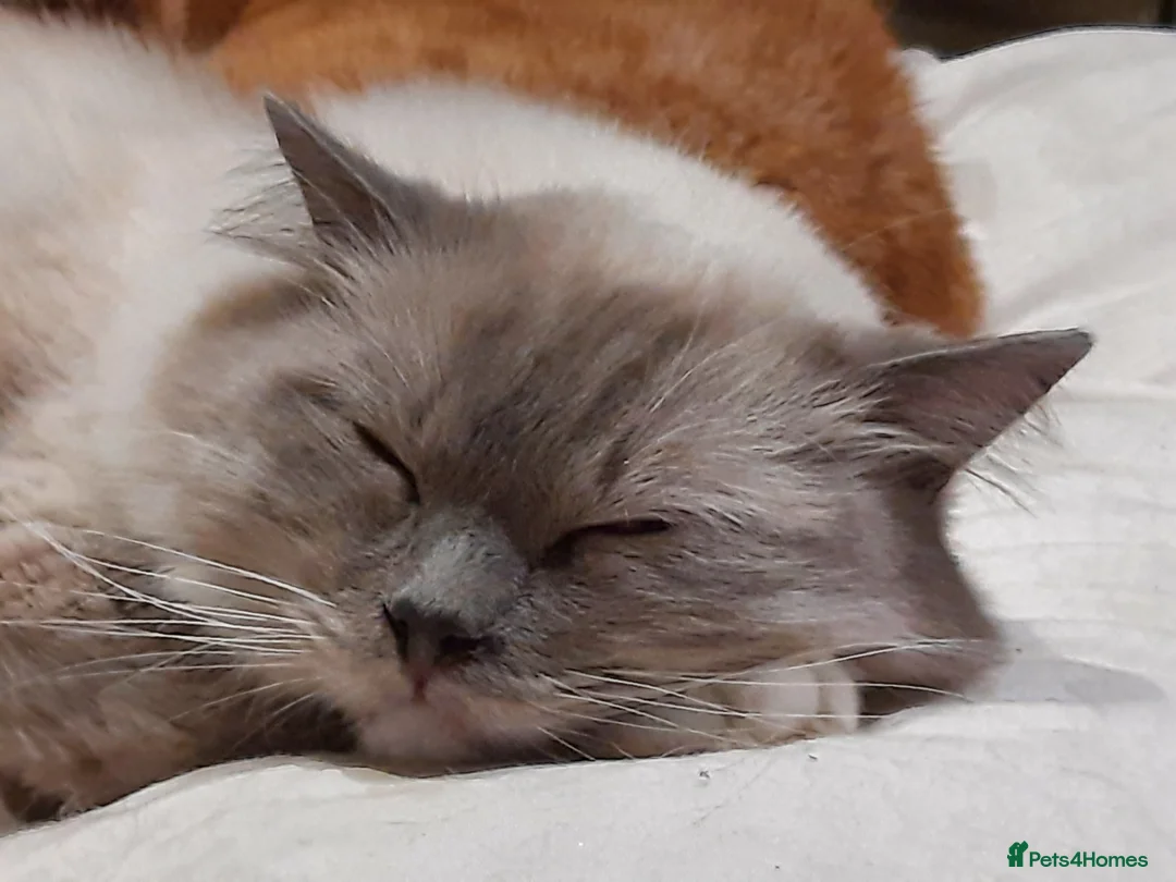 Ragdoll cats for sale: Ragdoll Blue Male - Advert 2