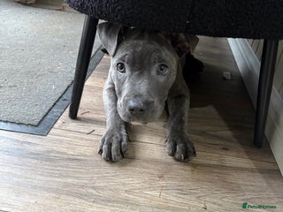 Staffordshire Bull Terrier dogs Blue Staffordshire bull terriers *Last 2 pups - Advert 8