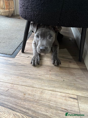 Staffordshire Bull Terrier dogs Blue Staffordshire bull terriers *Last 2 pups - Advert 1