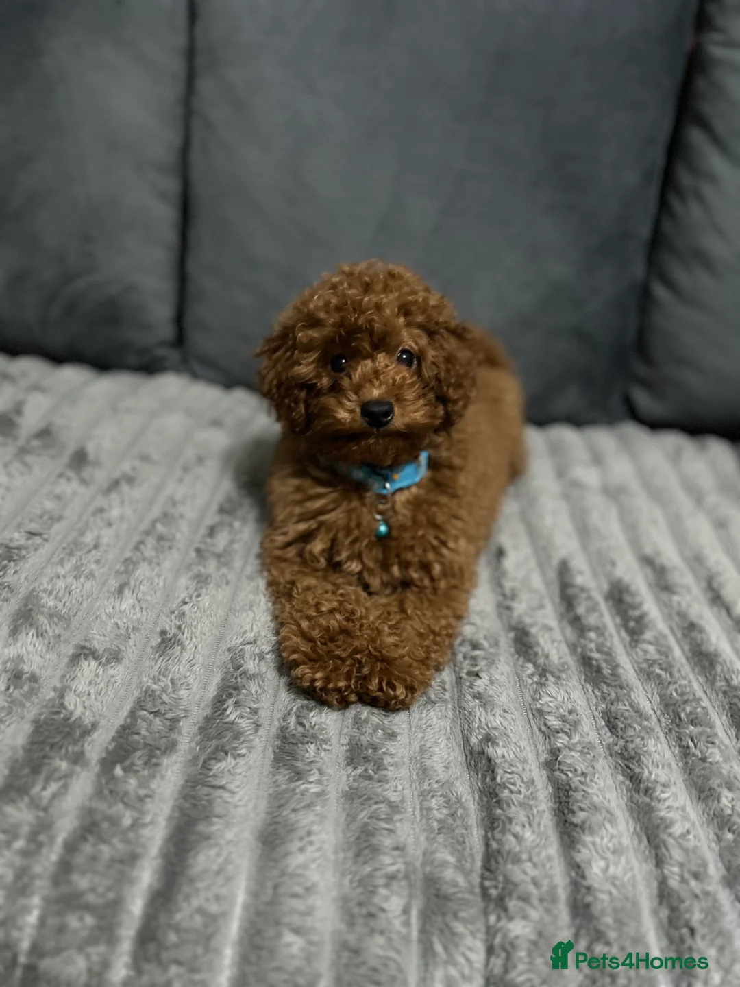 Toy Poodle dogs for sale: Boy toy poodle  - Advert 5