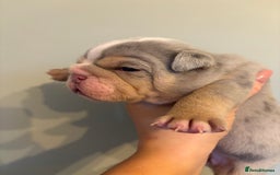 English Bulldog dogs for sale: KC Registered English Bulldogs - Image 13