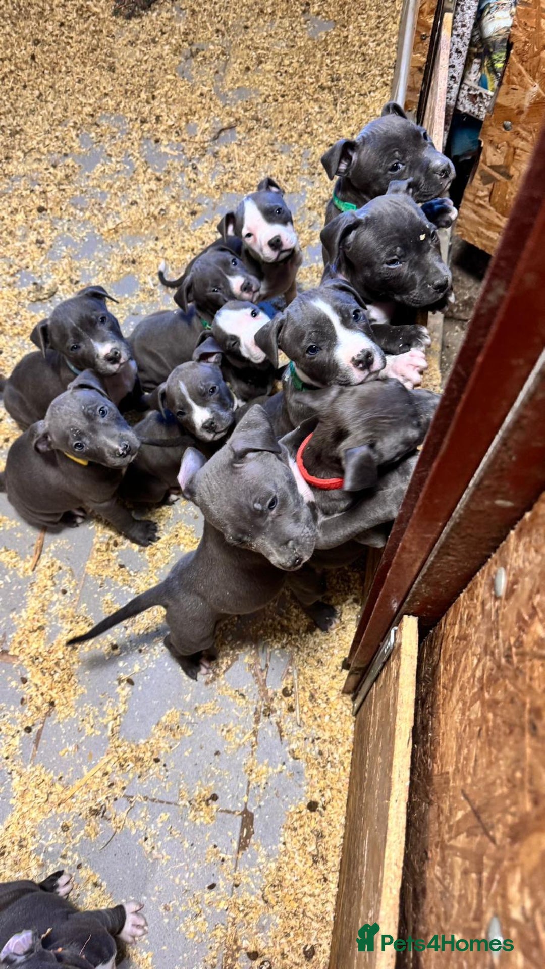 Staffordshire Bull Terrier dogs for sale: 🐶🐾Staffordshire puppies ❤️🐶 - Image 33