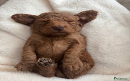 Cockapoo dogs for sale: Cockapoo puppies for sale - Image 2