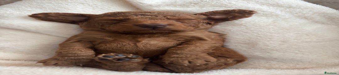 Cockapoo Puppy 2