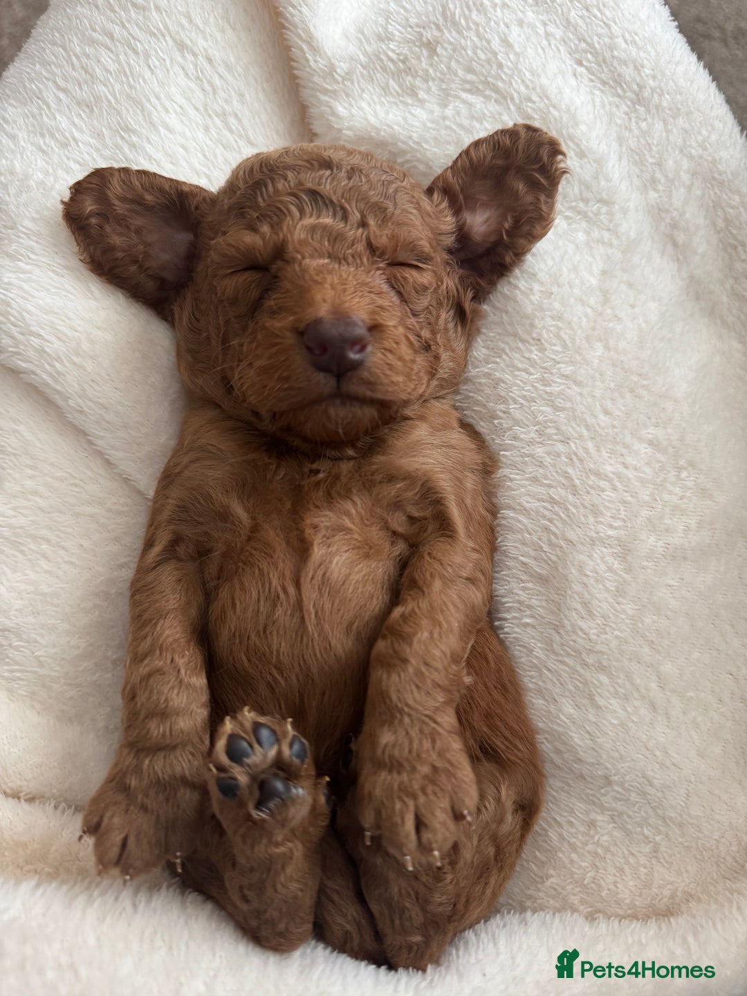 Cockapoo dogs for sale: Cockapoo puppies for sale - Image 2