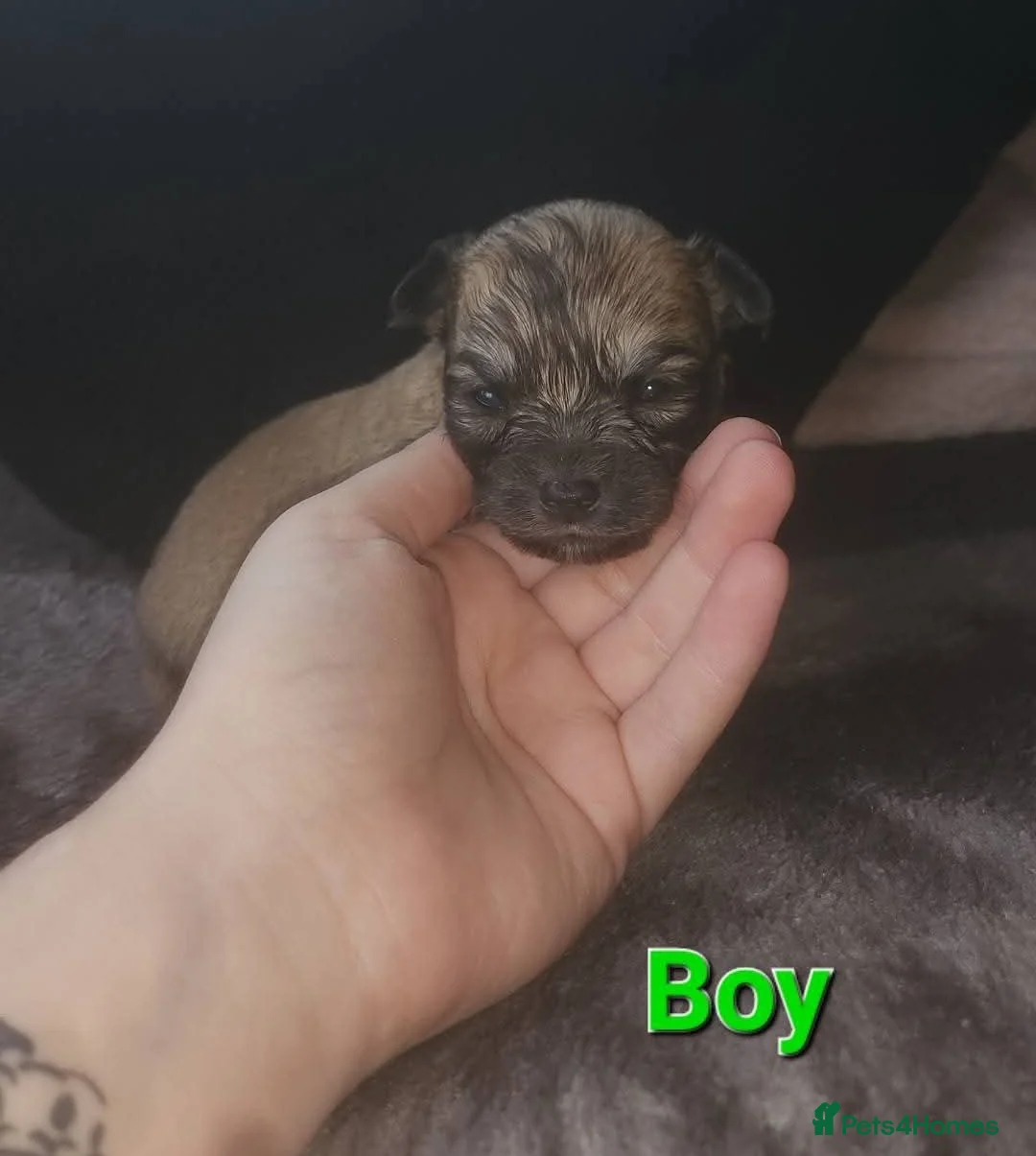 Mixed Breed dogs for sale: Looking for new laps  - Advert 13