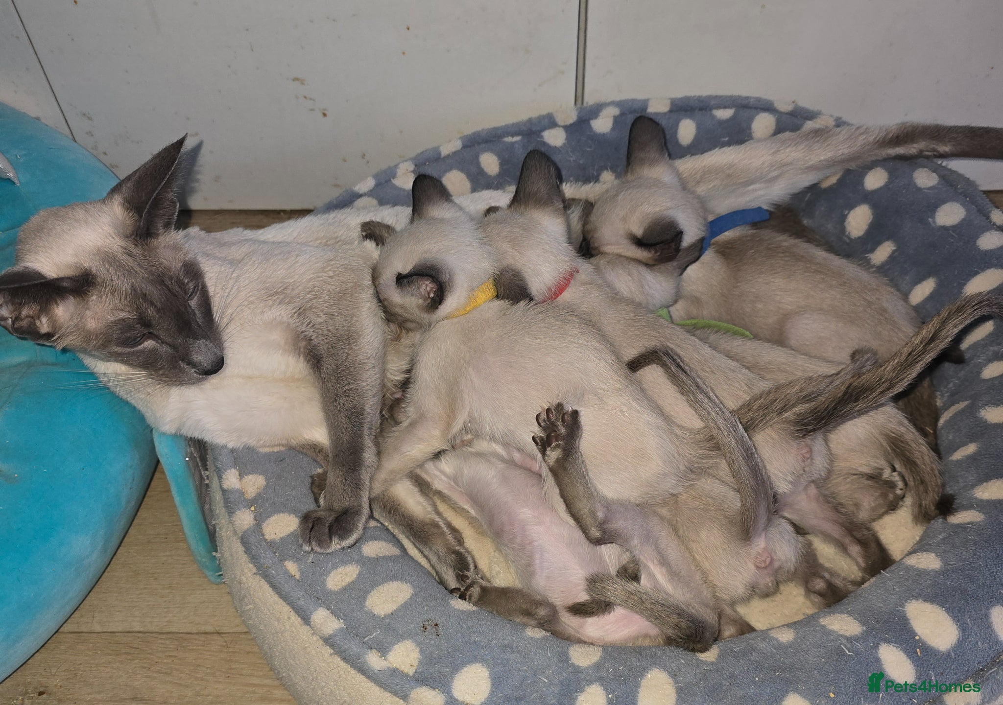 Siamese cats Adorable siamese kittens - Advert 2