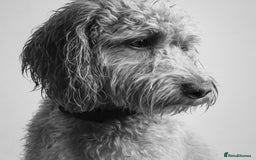 Cockapoo dogs for stud: F1 cockapoos STUD in Crook - Image 1