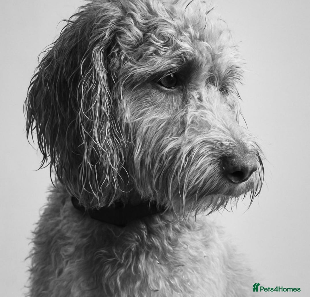 Cockapoo dogs for stud: F1 cockapoos STUD in Crook - Image 1