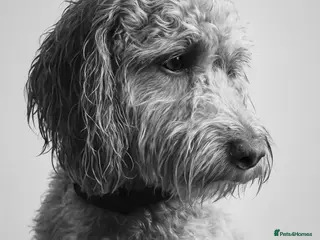 Cockapoo dogs F1 cockapoos STUD in Crook - Advert 13