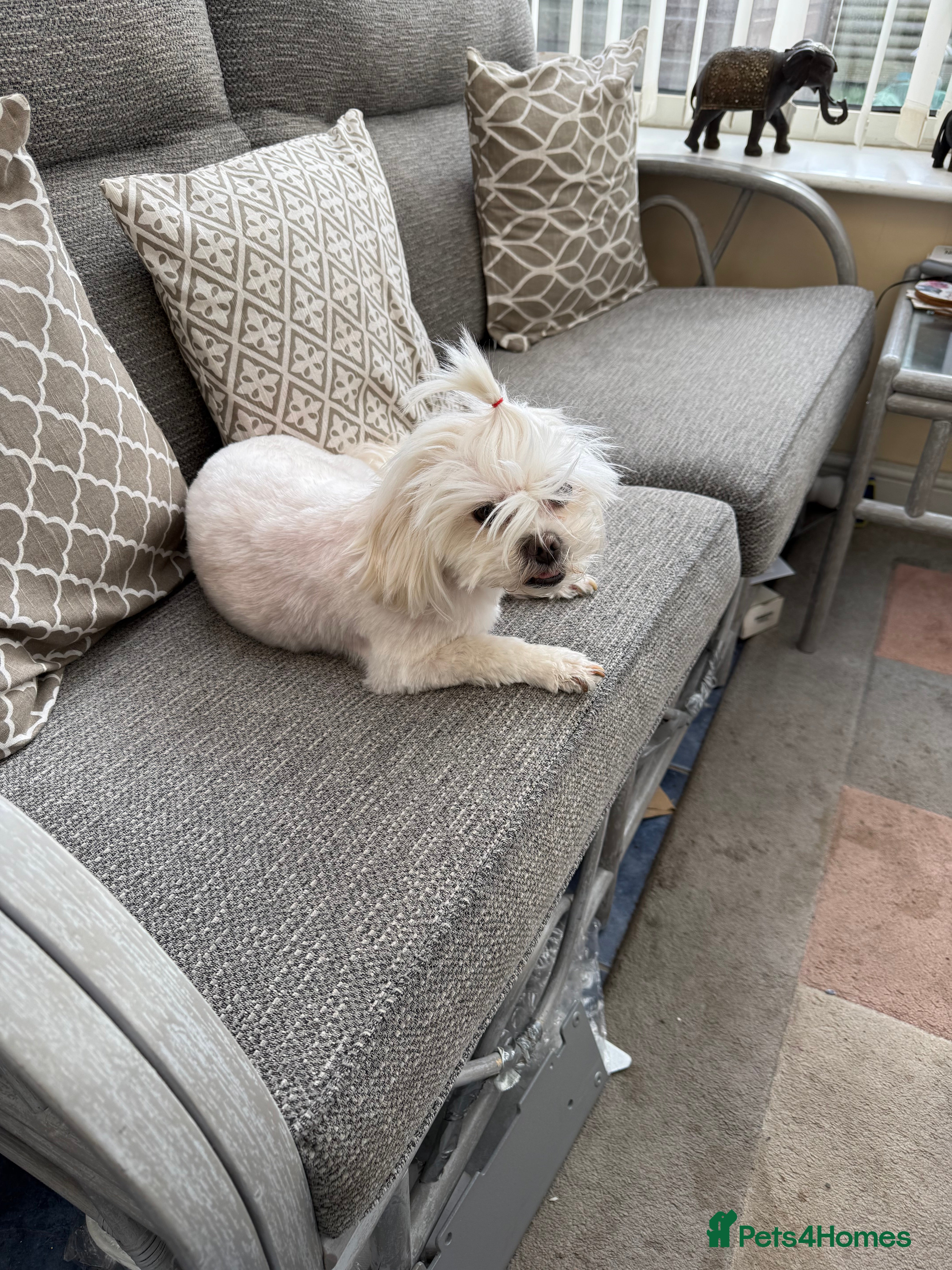 Shih Tzu dogs Wanting dog for stud - Advert 4