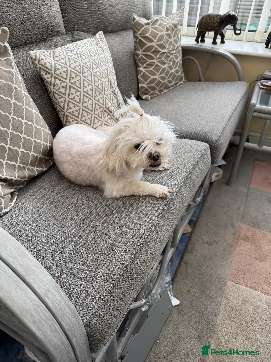 Shih Tzu dogs for stud: Wanting shih tzu to mate with my dog - Advert 1