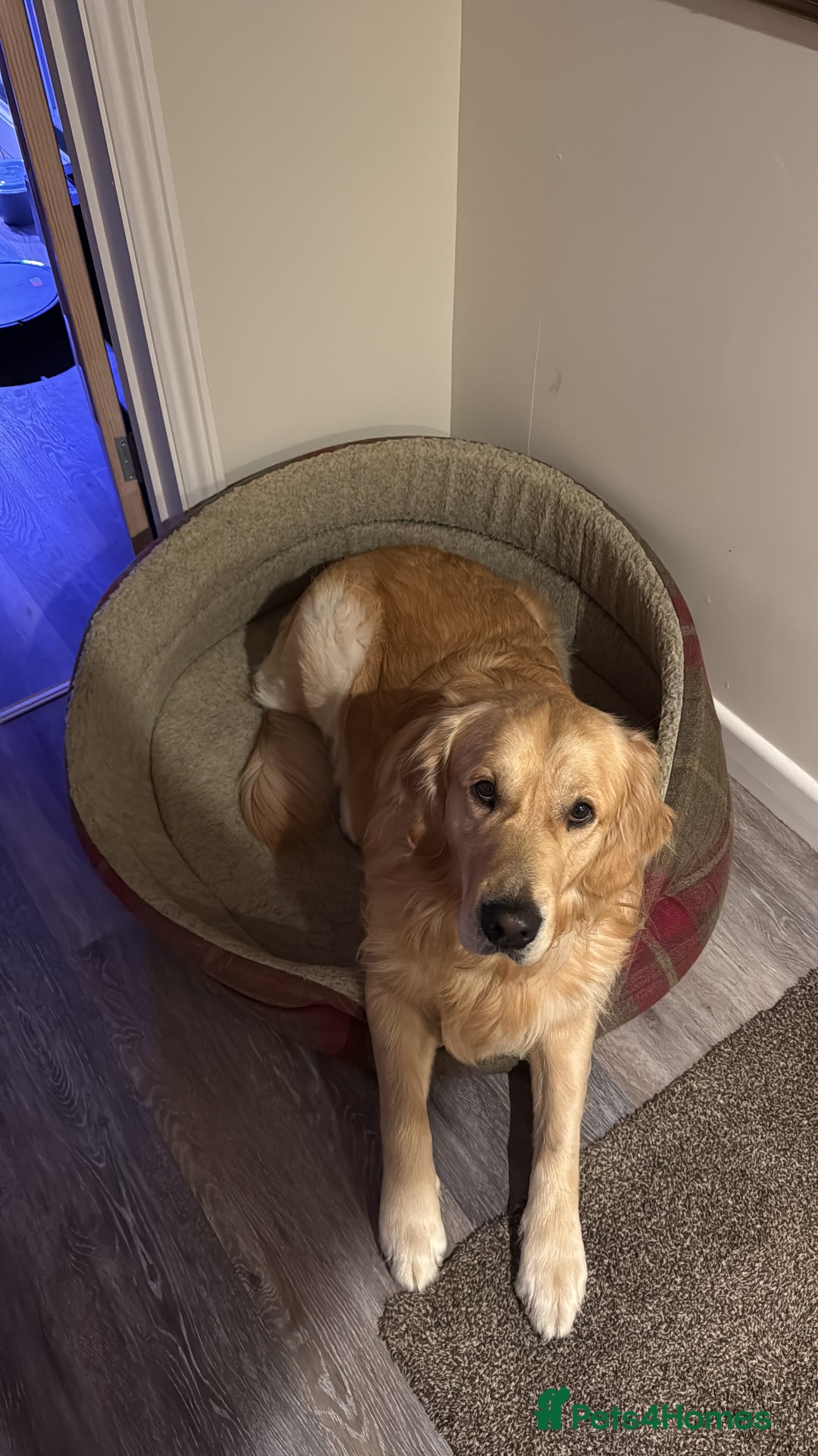 Golden Retriever dogs for sale: Bailey, 2 Year Old Golden Retriever - Advert 7