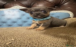 Chihuahua dogs for sale: Lilac tricolour chihuahua puppies - Image 4
