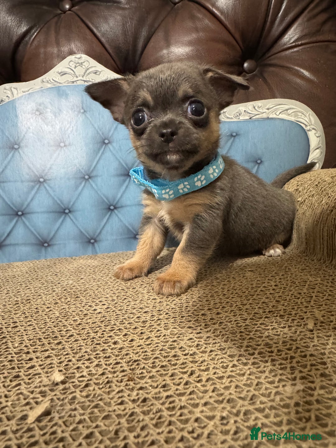 Chihuahua dogs for sale: Lilac tricolour chihuahua puppies - Image 4