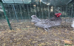 Chickens poultry for sale: Two hybrid hens and silkie rooster  - Image 1