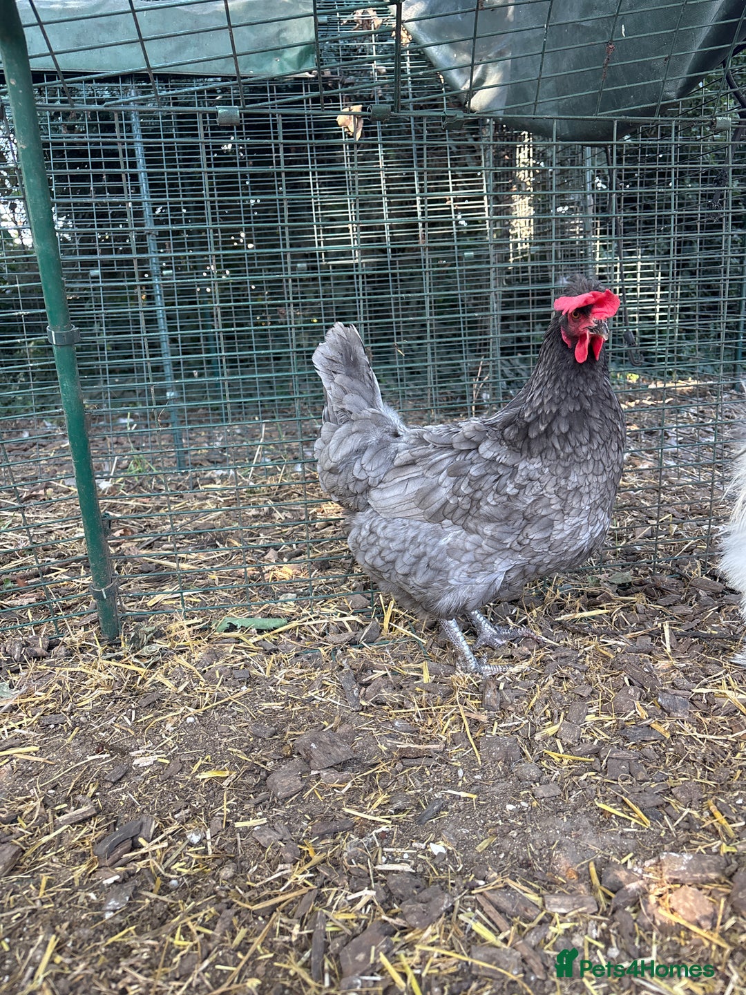 Chickens poultry for sale: Two hybrid hens and silkie rooster  - Image 1