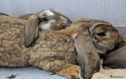 French Lop rabbits for sale: Beautiful Purebred French Lops For Sale - Image 15