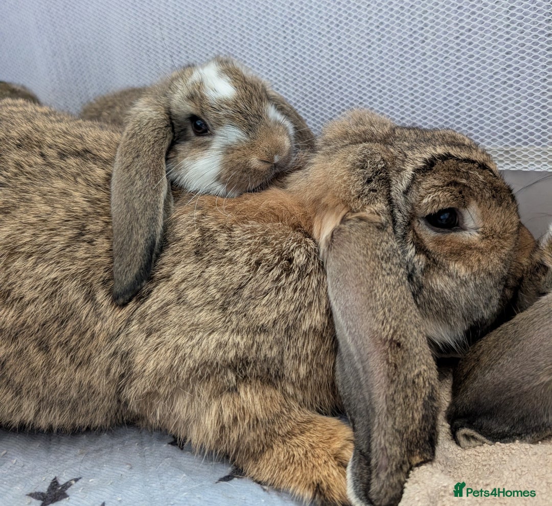French Lop rabbits for sale: Beautiful Purebred French Lops For Sale - Image 15