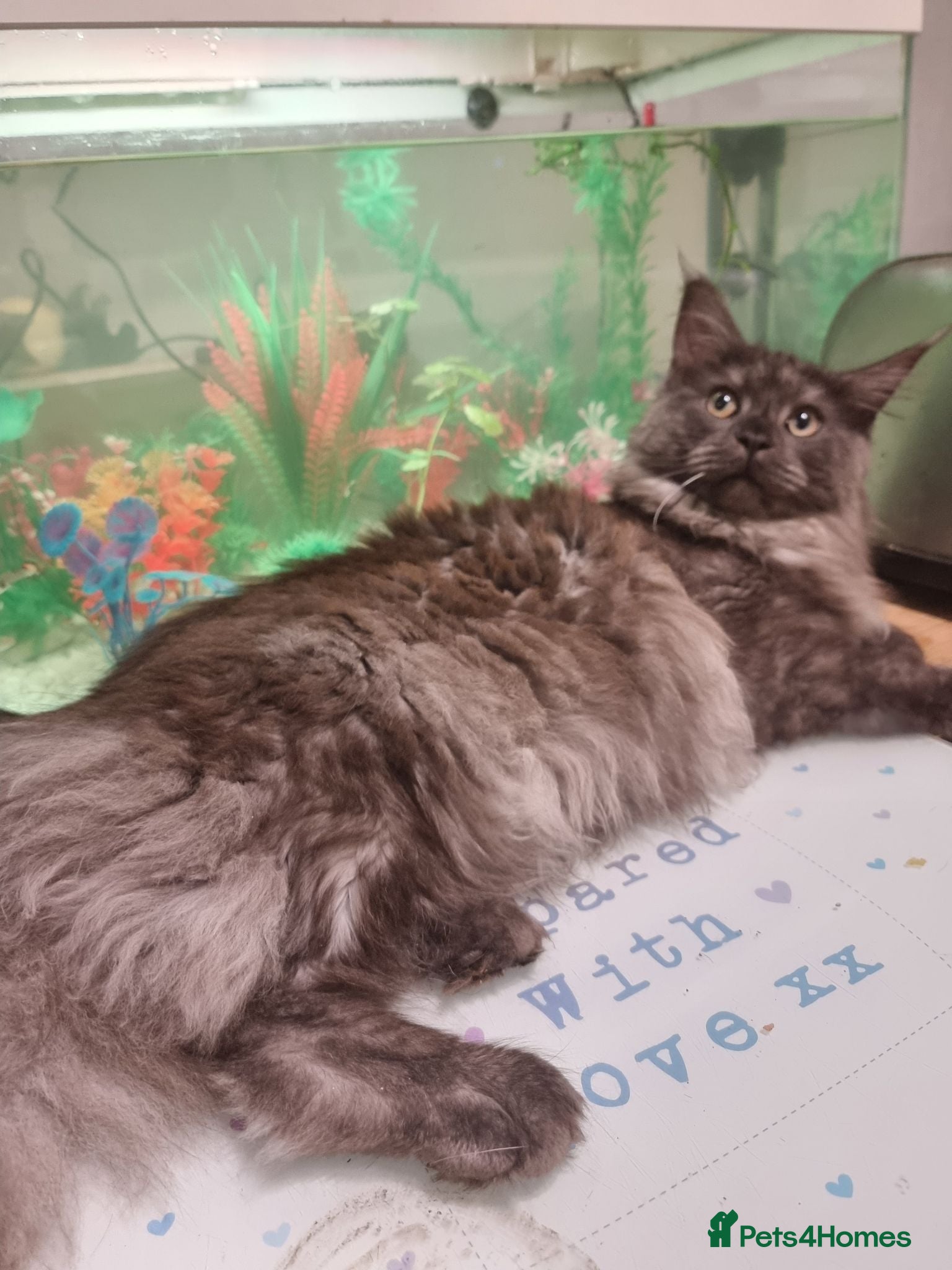 Maine Coon cats Tica registered ready now - Advert 2