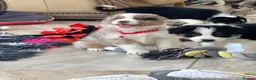 Australian Shepherd dogs for sale: Boys and girls available  - Advert 9