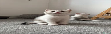 British Shorthair 4