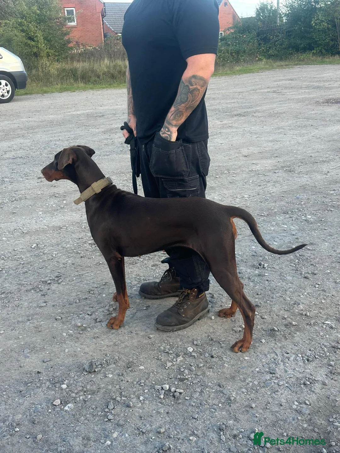 Dobermann dogs for sale: Beautiful family dobermans  - Advert 2