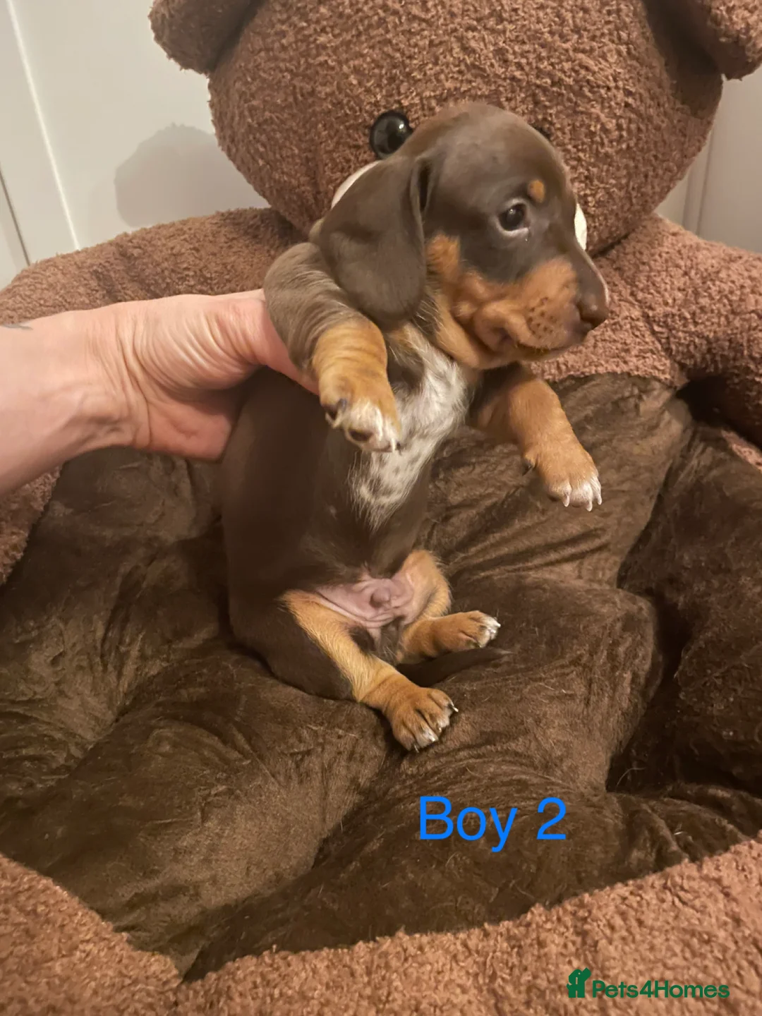 Miniature Dachshund dogs for sale: Miniature dapple piebald puppies - Advert 13